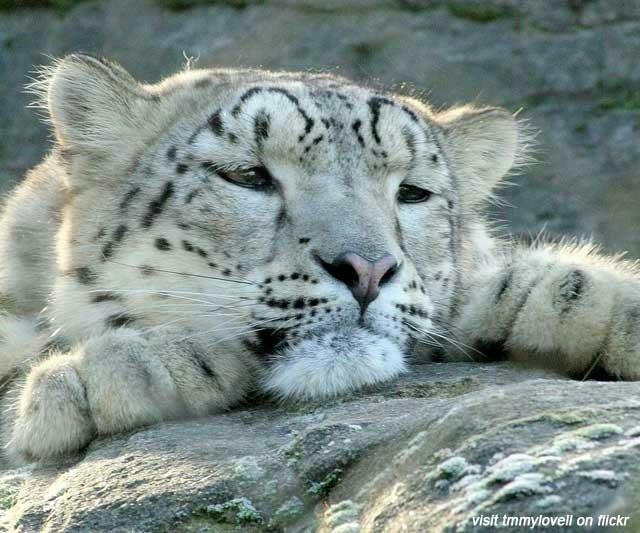 user avatar image for WizardlySnep