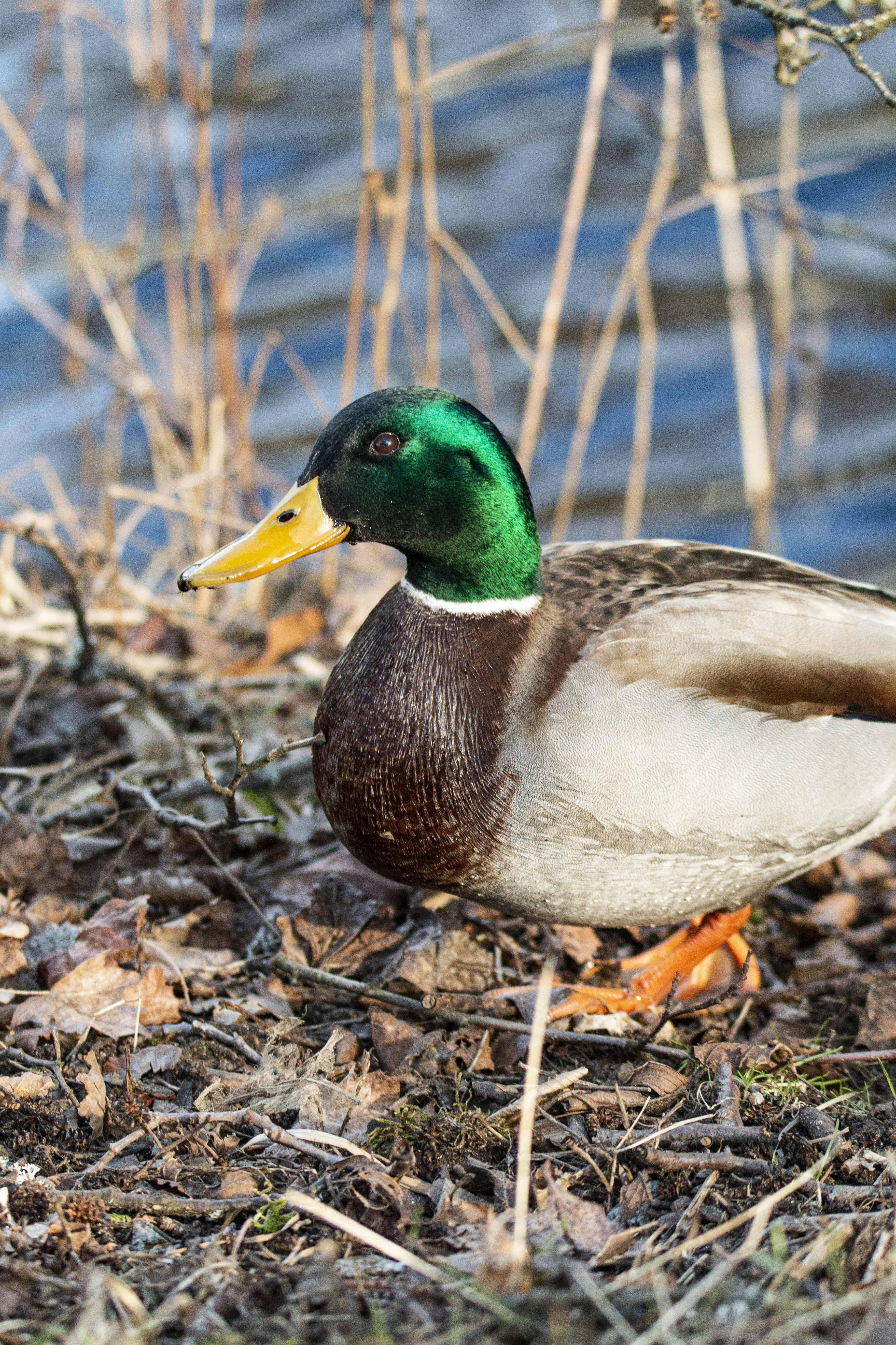 user avatar image for TheLegendaryDuck