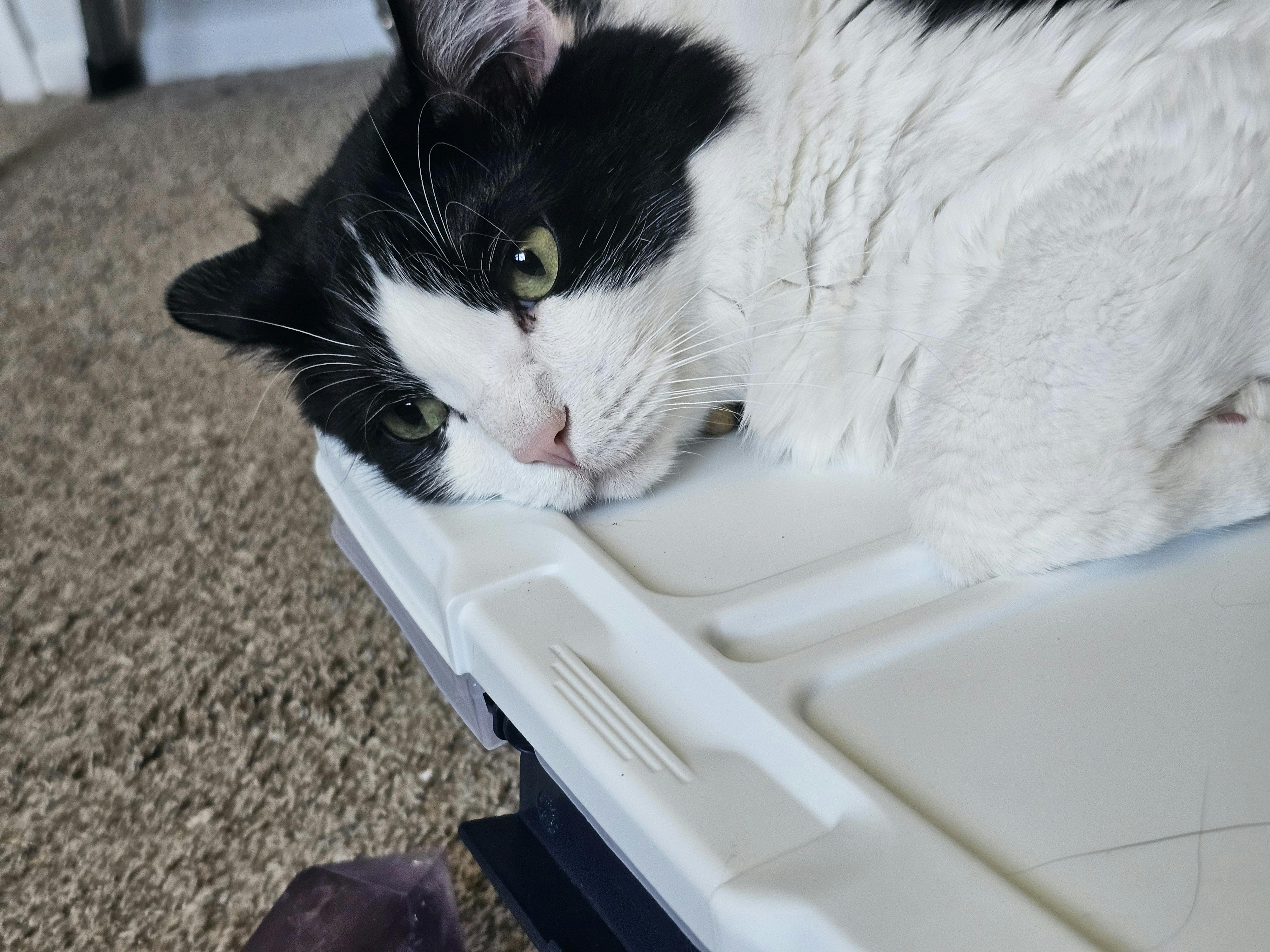 user avatar image for LiyaLolita 