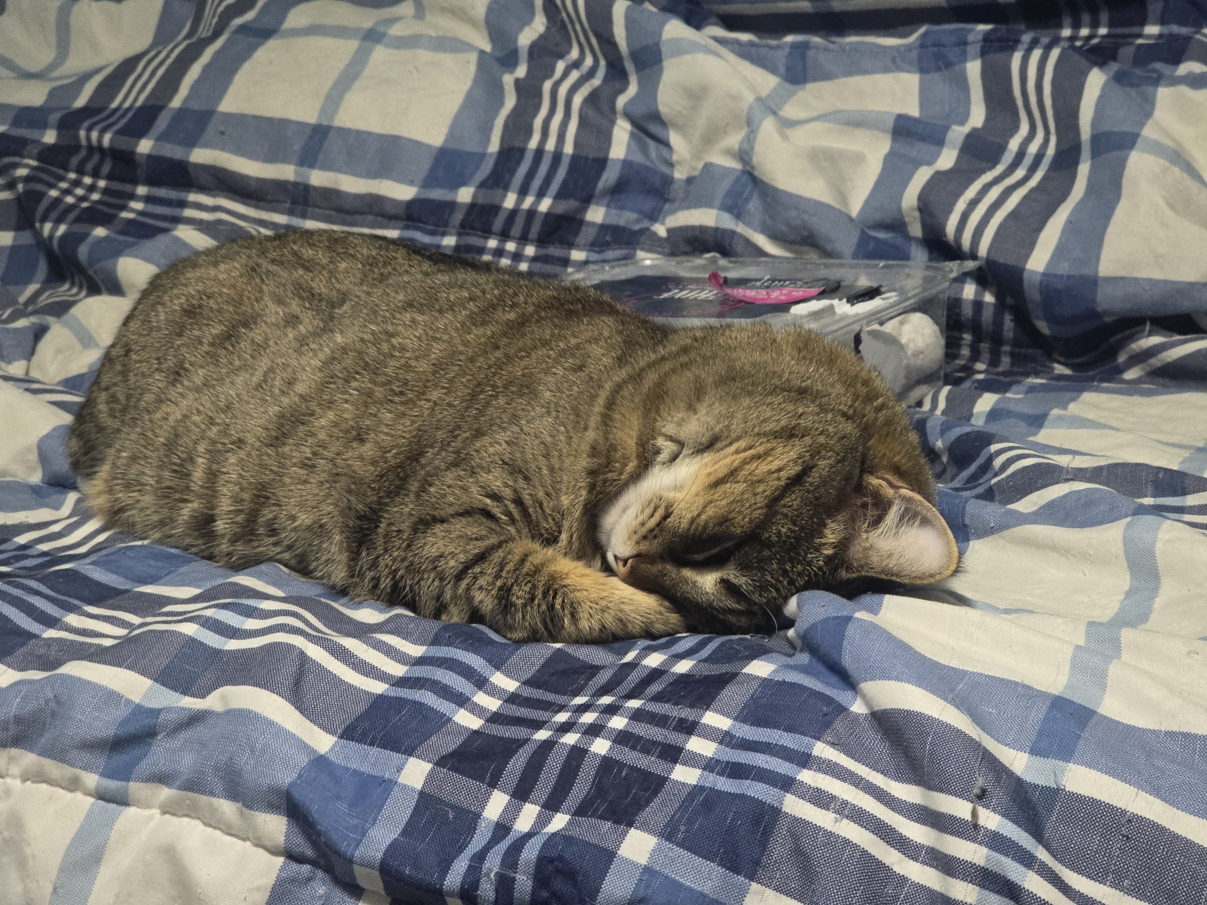 user avatar image for CamS.