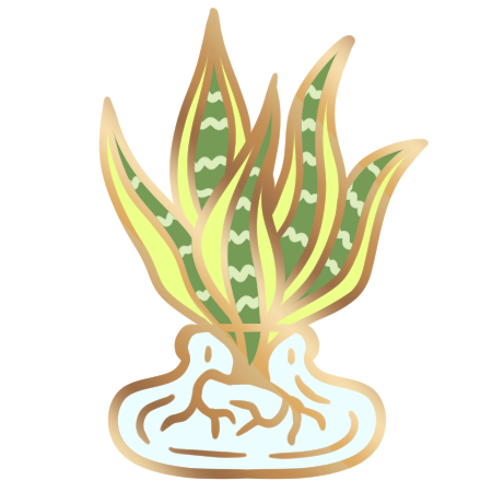 Snake Plant