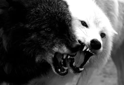 user avatar image for Steven Wilson