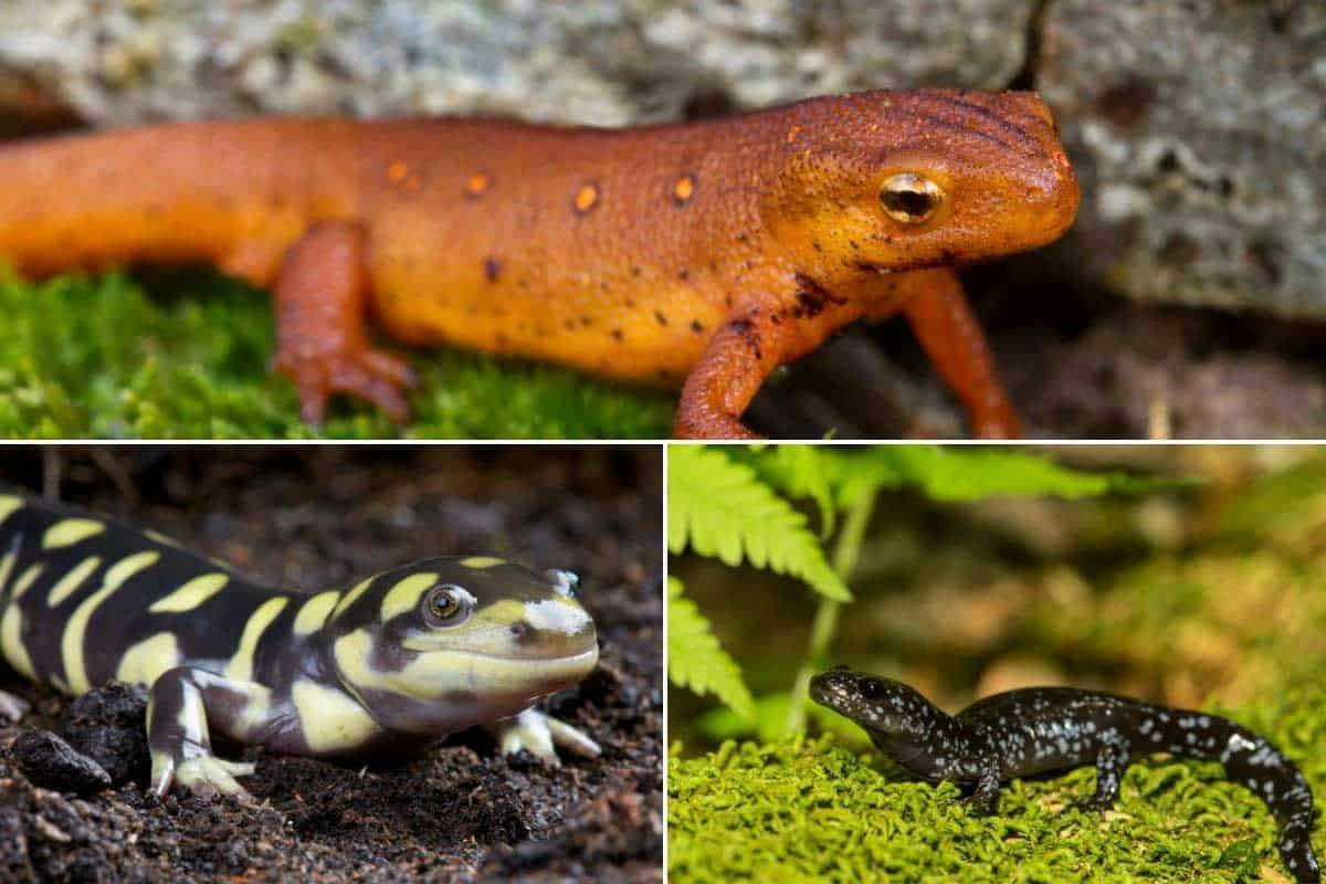 Salamander (Dealers Choice)