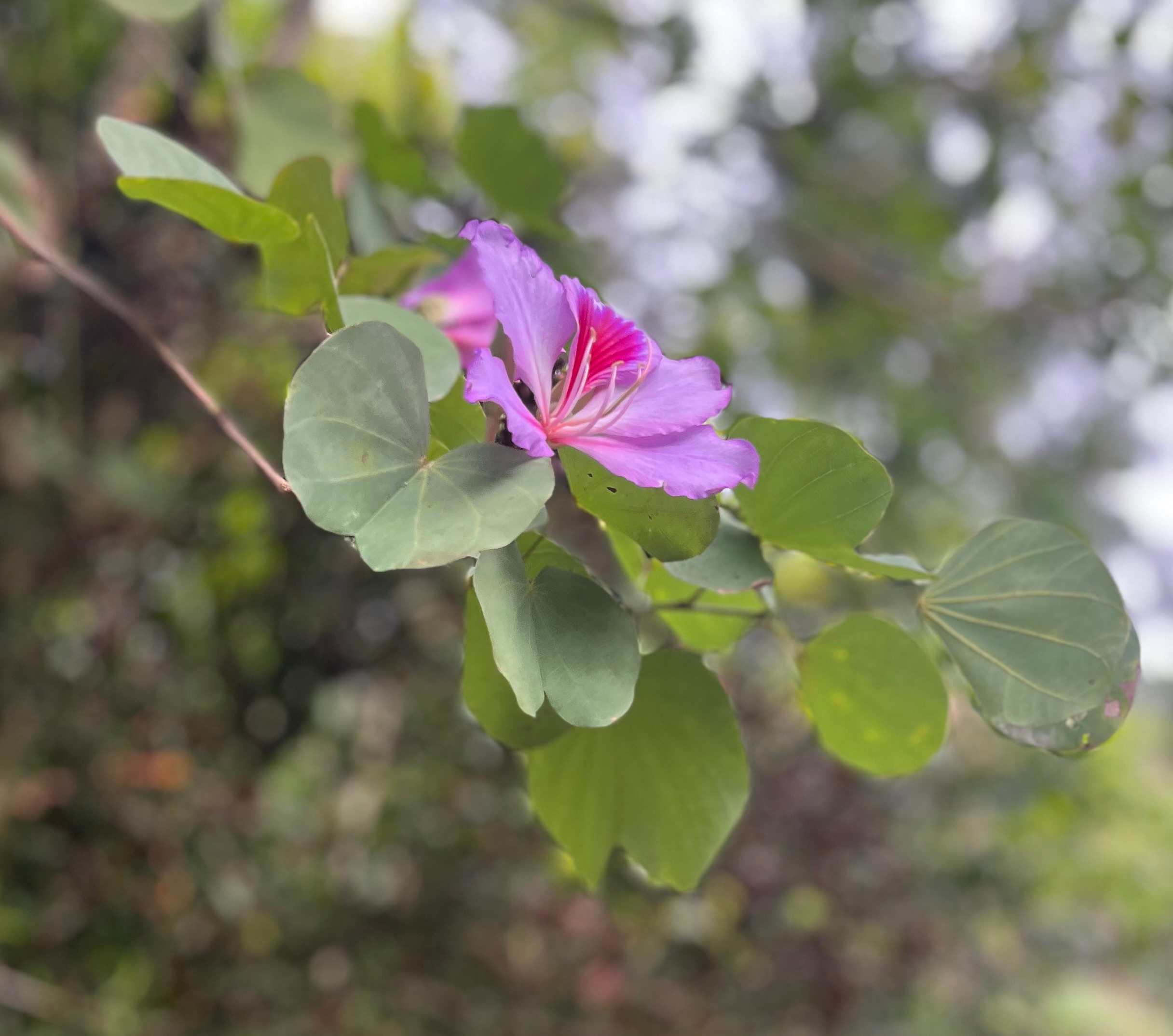 user avatar image for Liv G