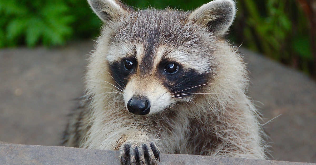 user avatar image for Jeff Viemont