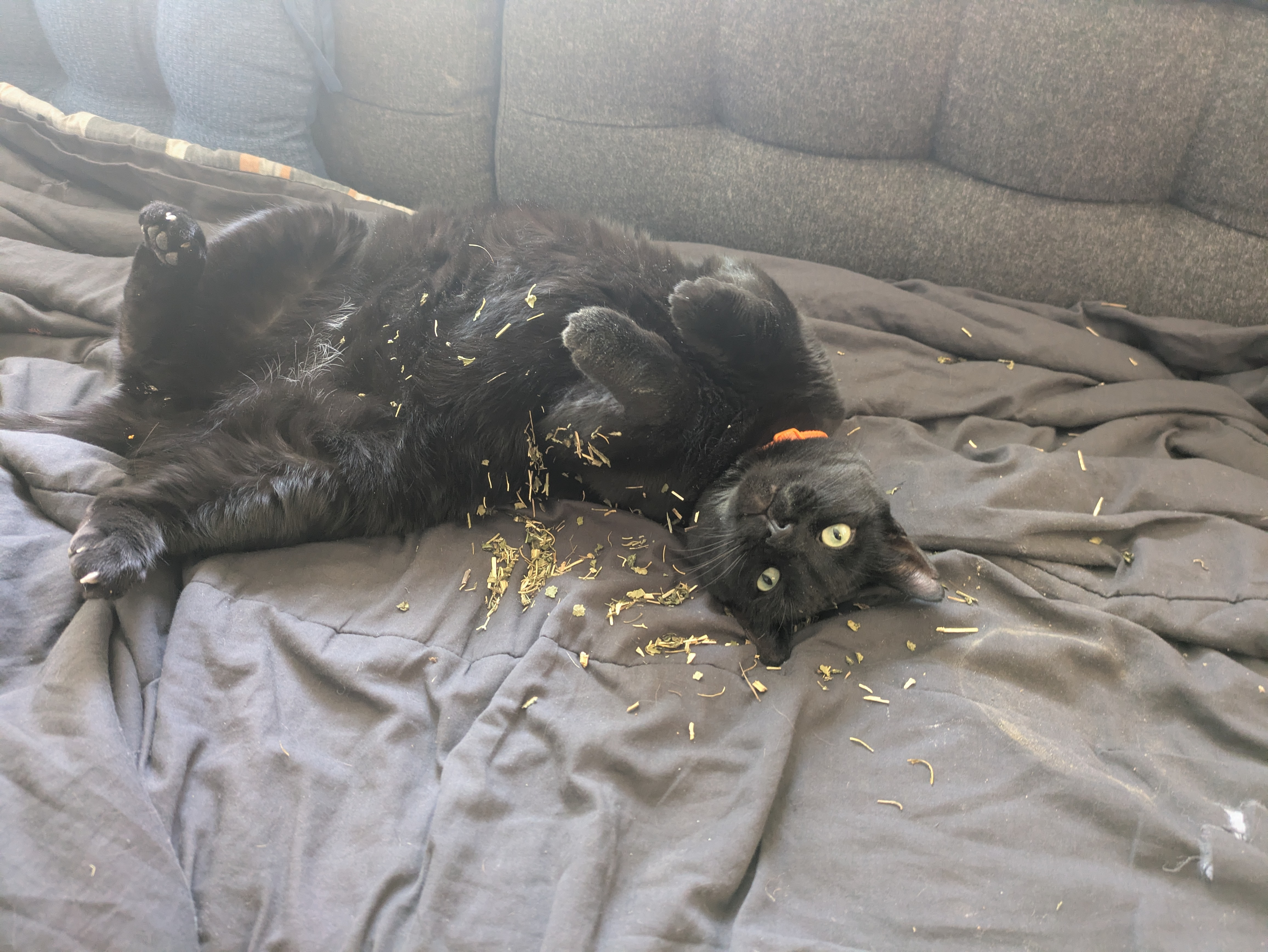 user avatar image for ShenandaPanda 