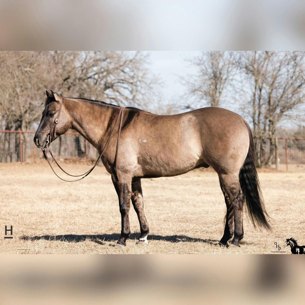 Tiger Striped Dun Mustang