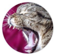 user avatar image for Codbiter