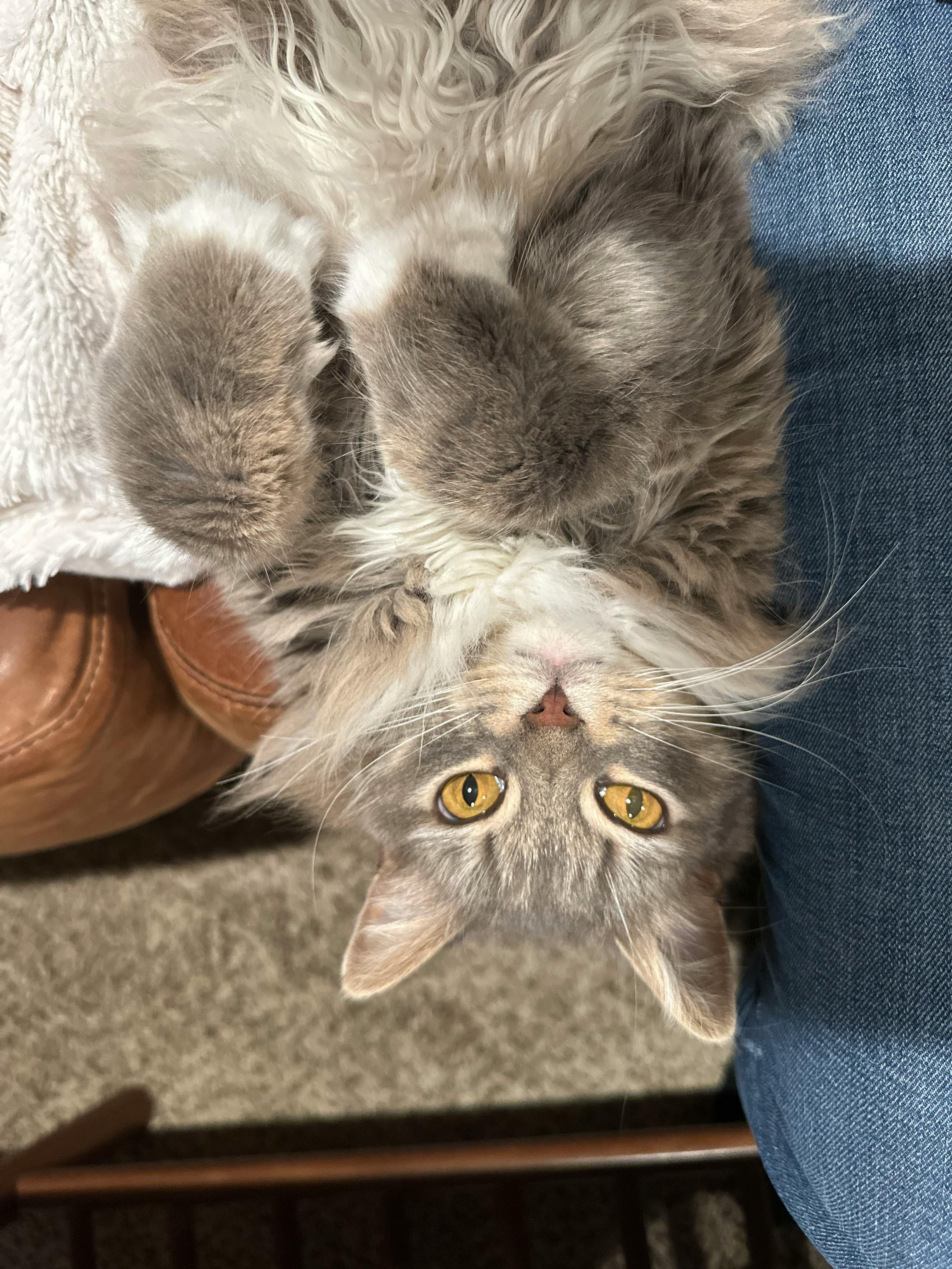 user avatar image for TheSolCatcher