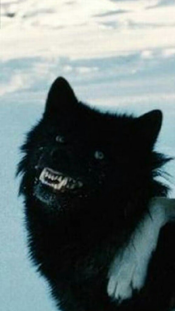 user avatar image for Darkxwolf17