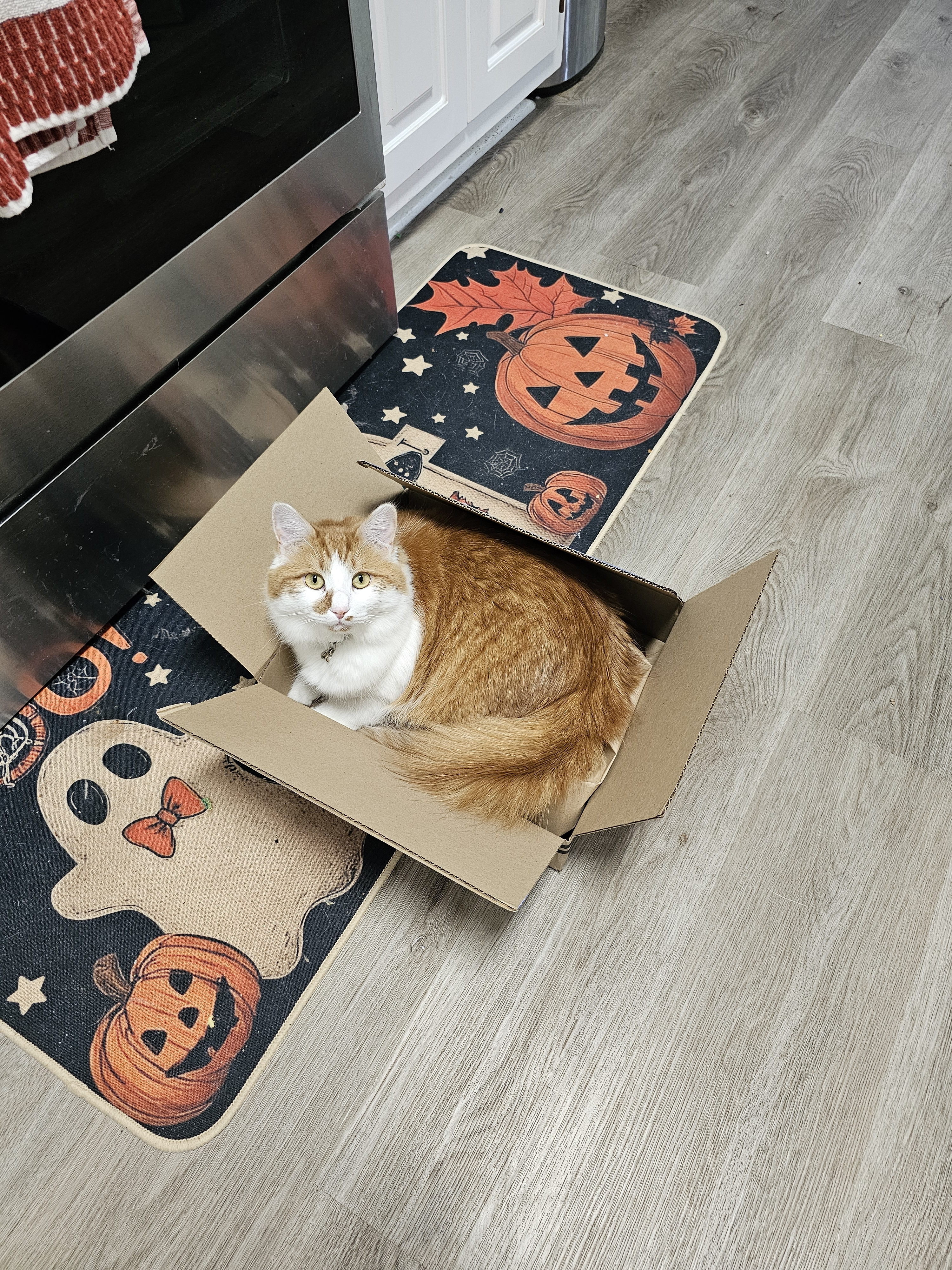 user avatar image for RedxVelvet