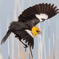 Yellow Headed Blackbird