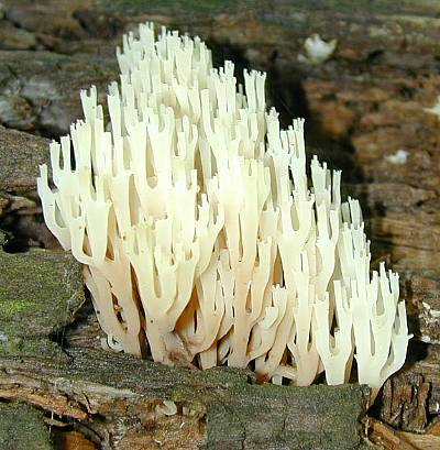 Crown-Tipped Coral