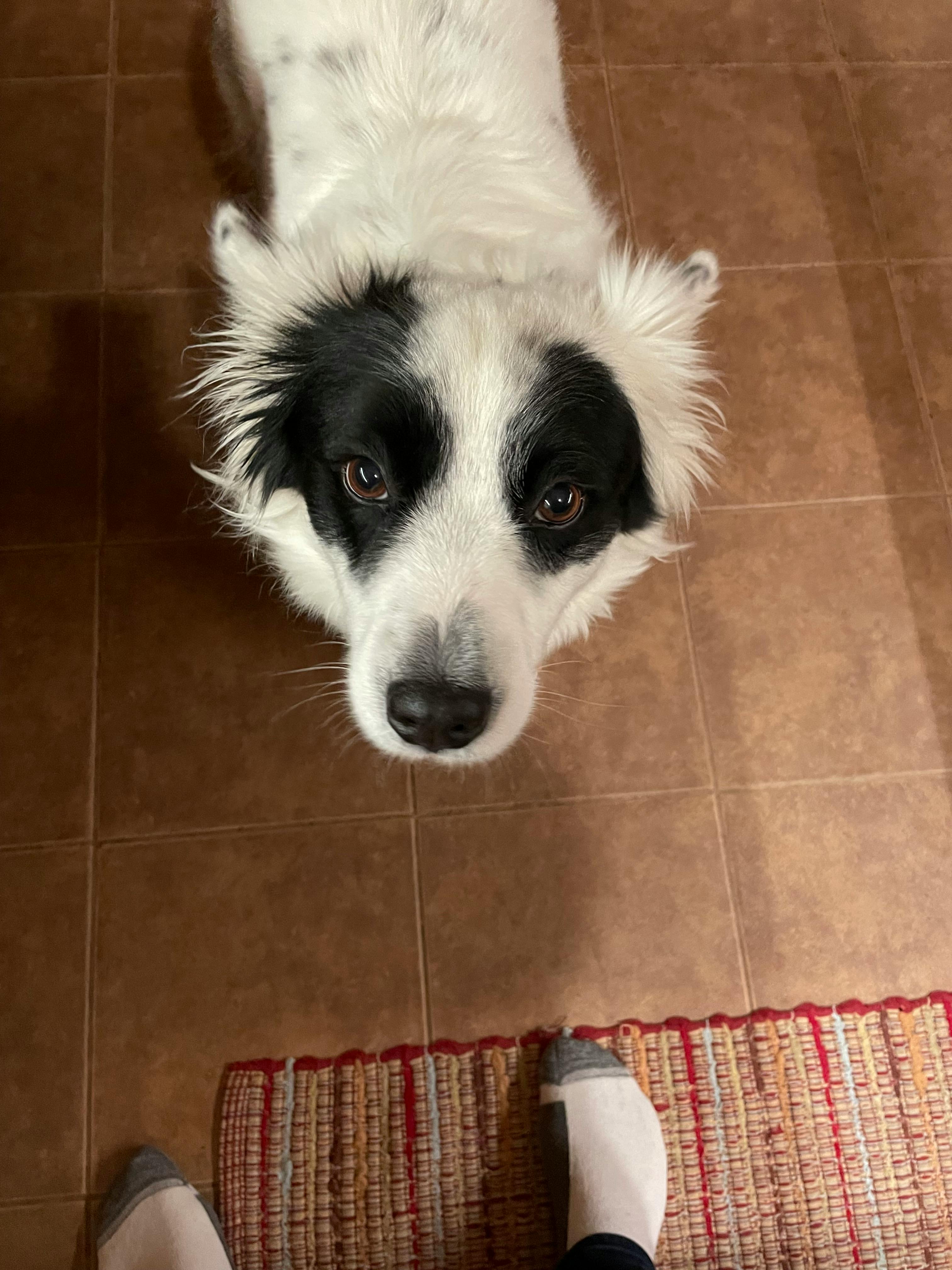 user avatar image for GoatfaceJr