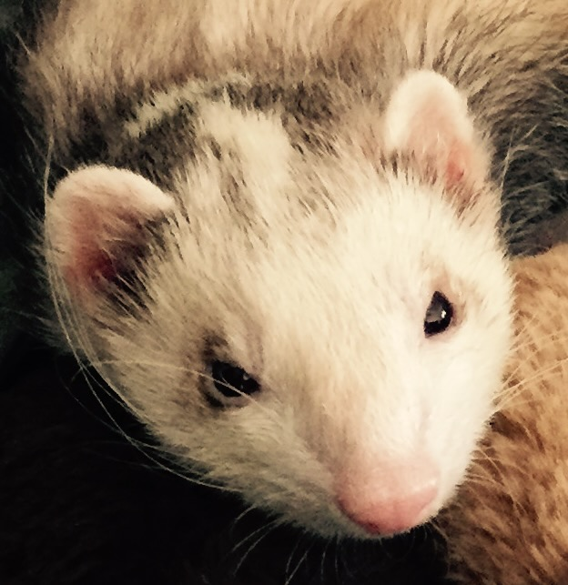 user avatar image for otterbeth