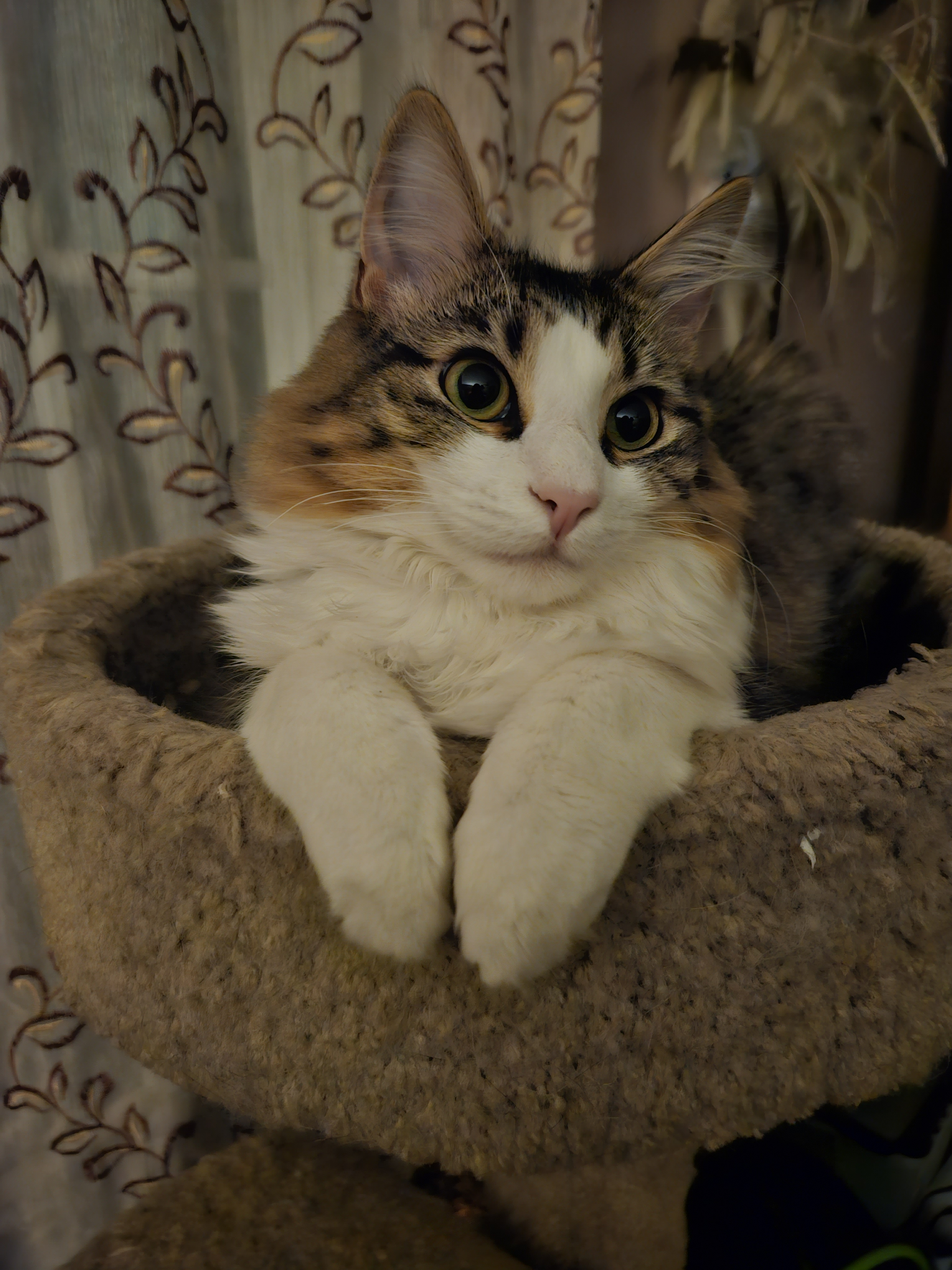 user avatar image for Amanda Maurer