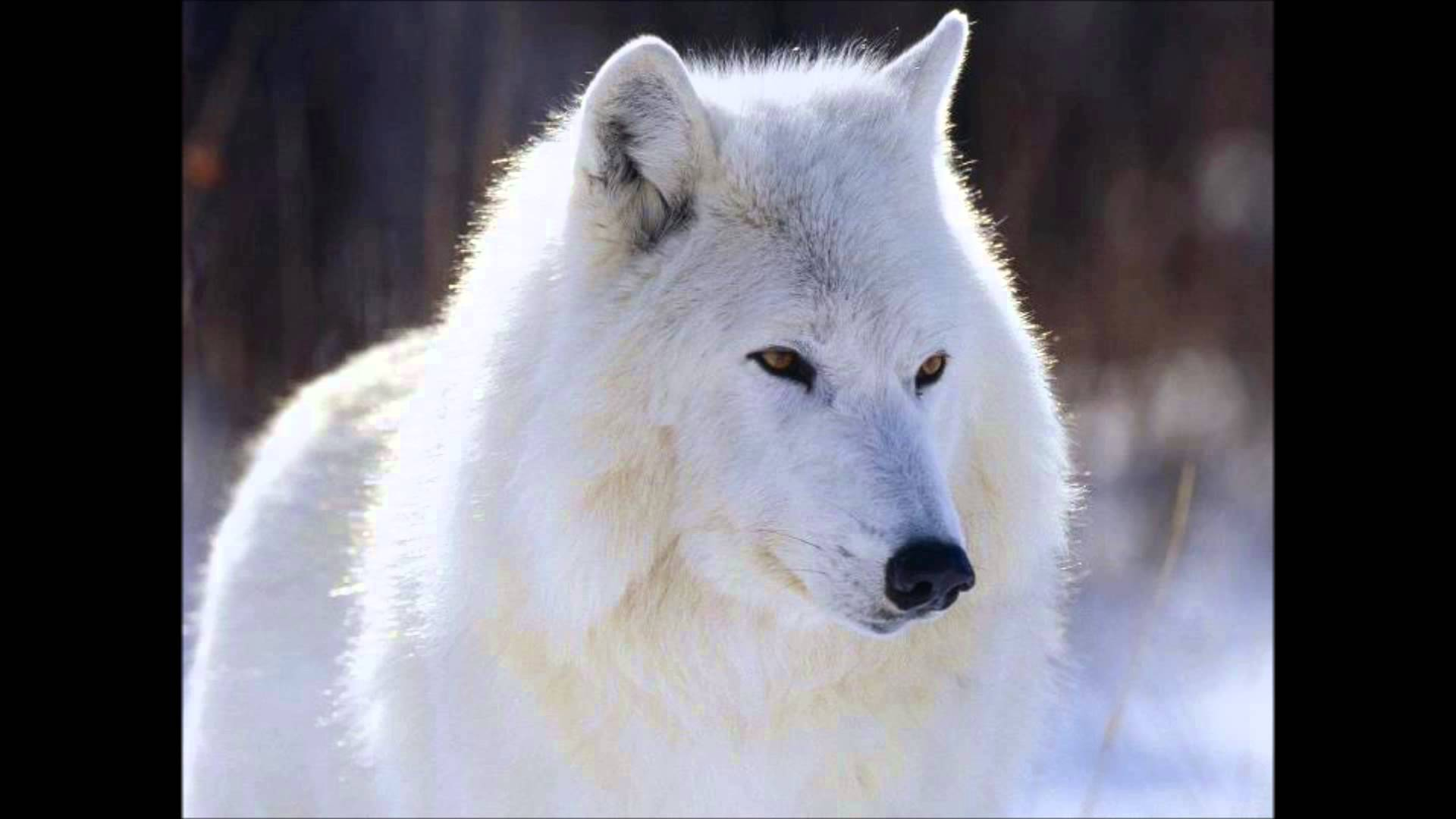 user avatar image for Ralkana