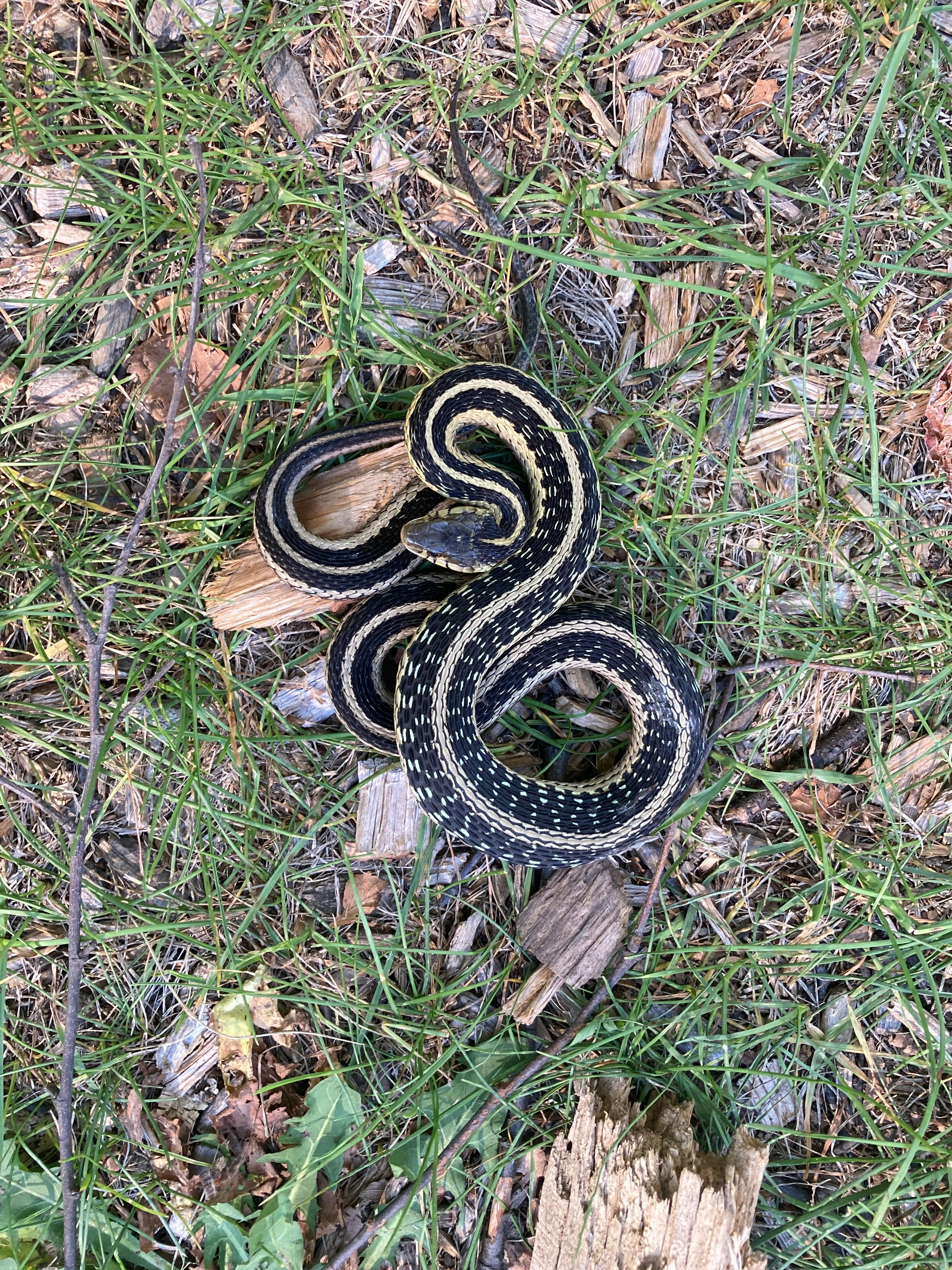 user avatar image for Roger Pavelle