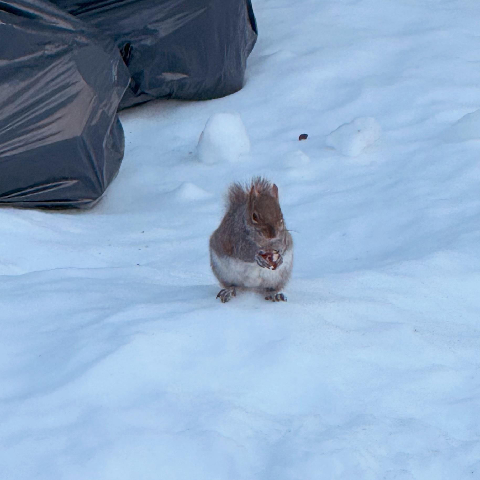 user avatar image for Squirrelly Jones