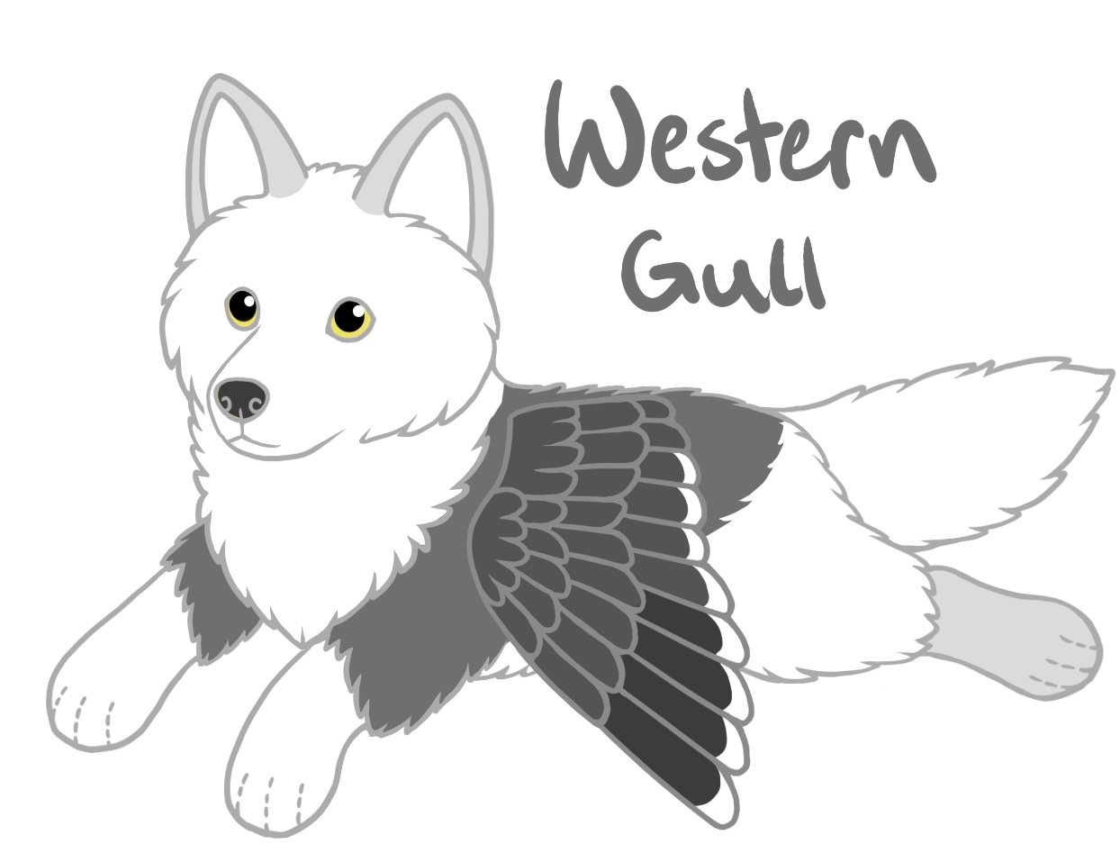 Western Gull
