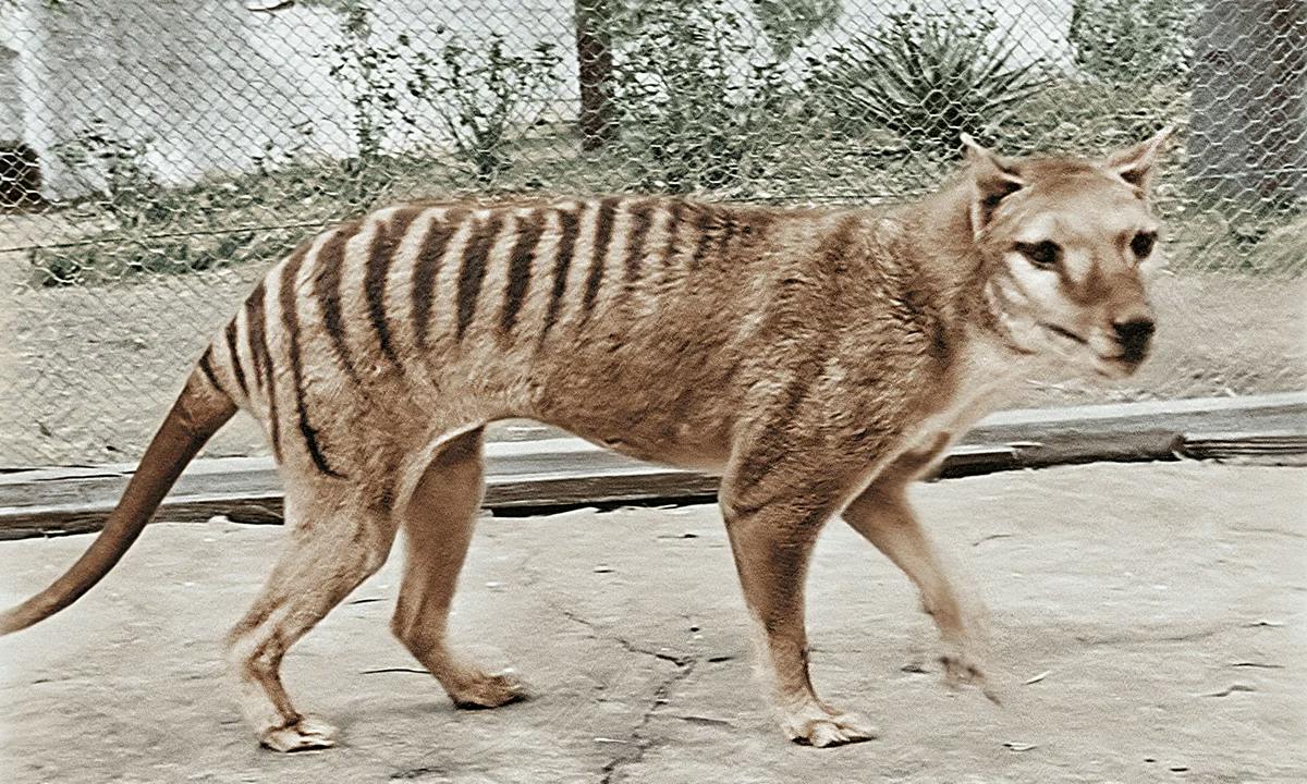 Thylacine