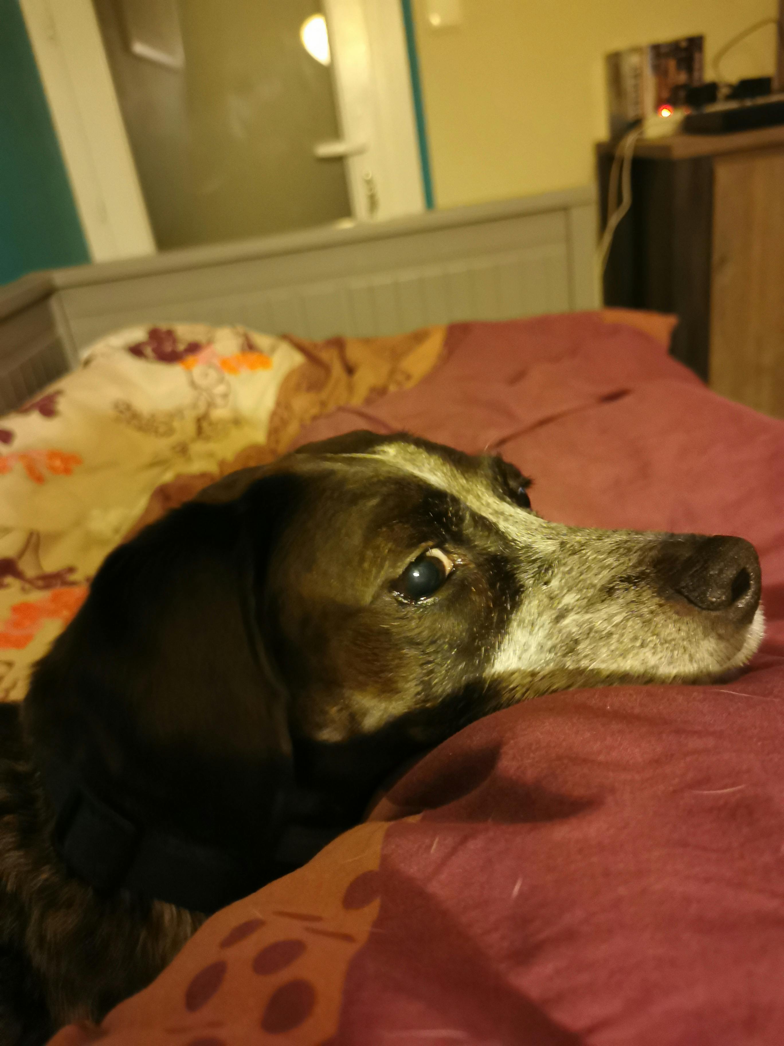 user avatar image for Sabine Pellinore