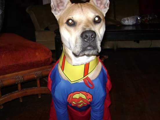 user avatar image for Josh