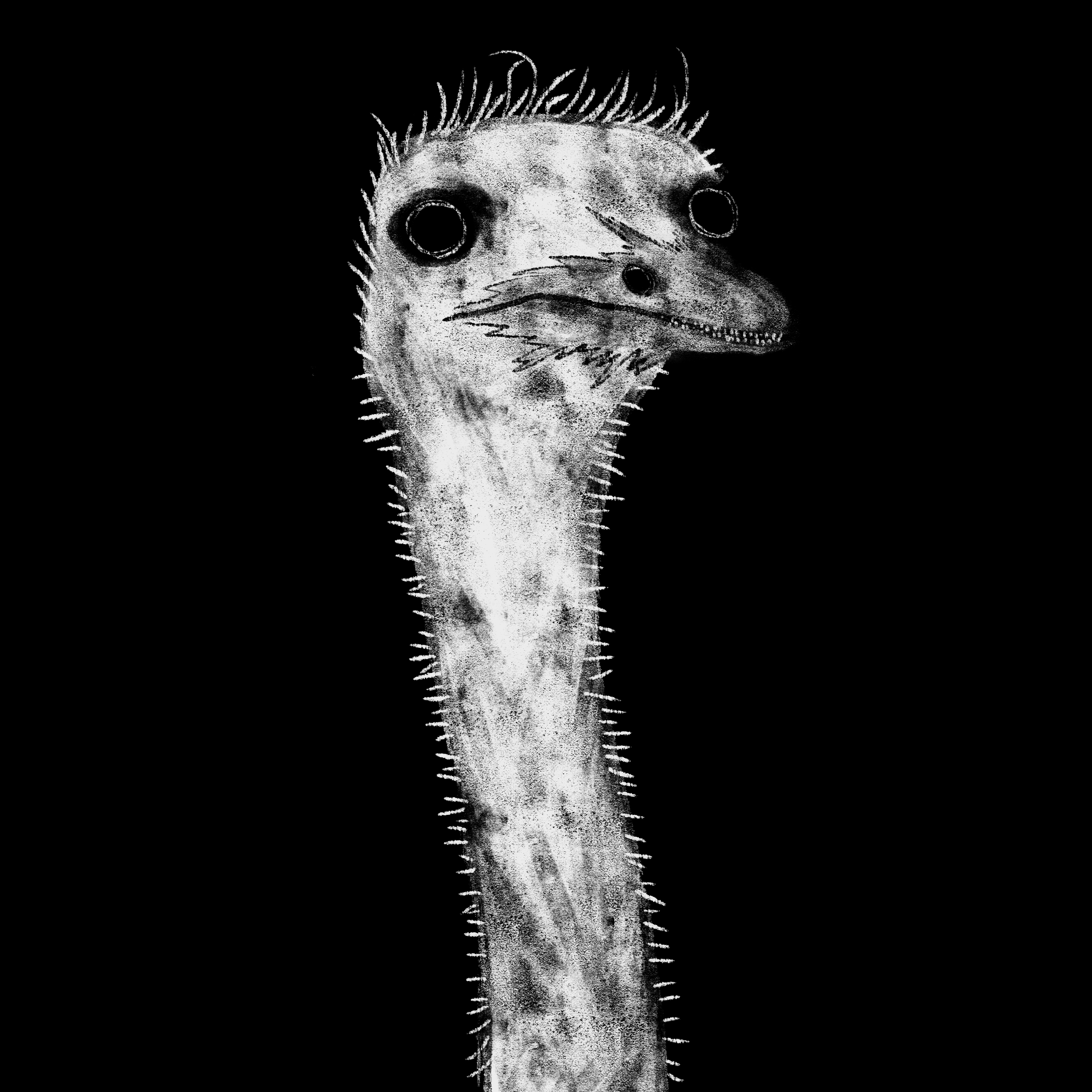 user avatar image for Ostrich 