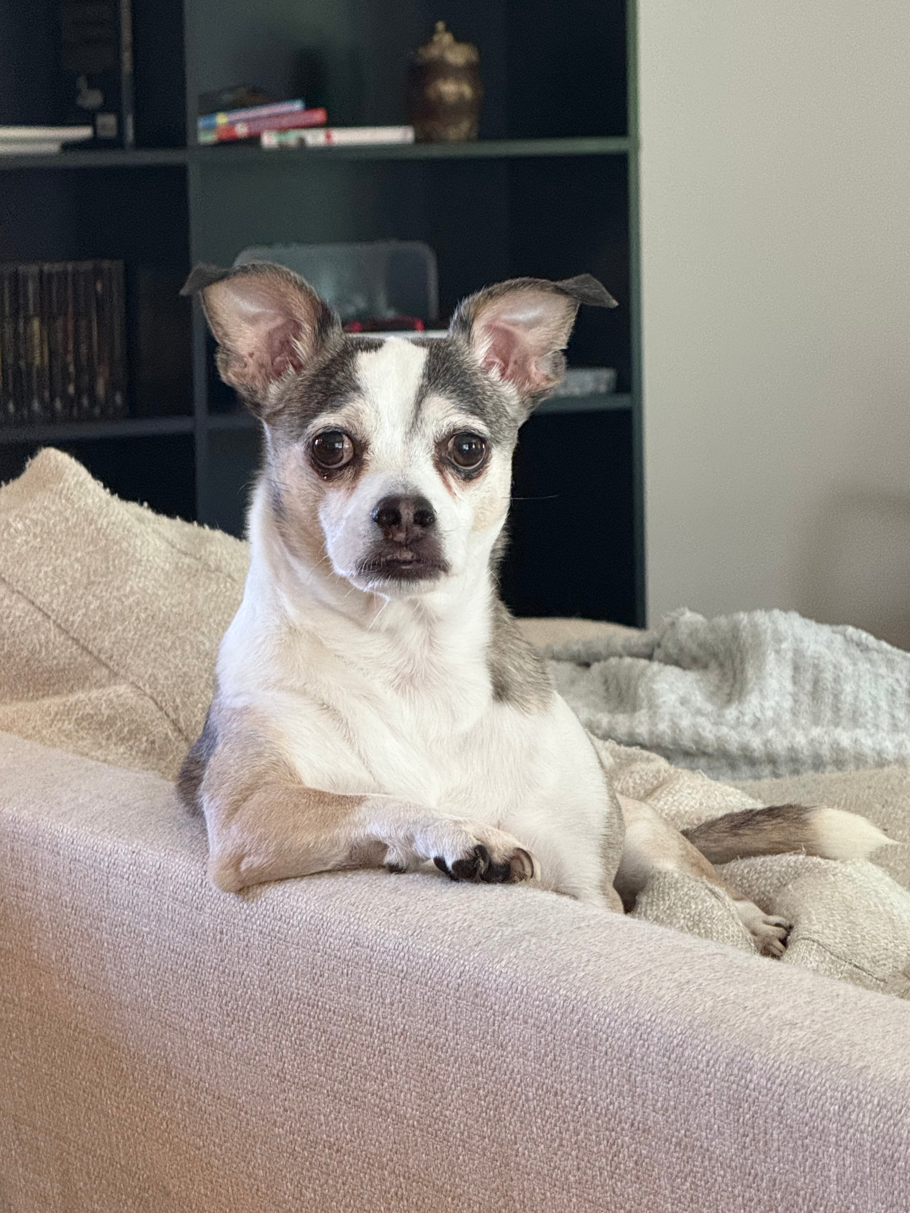 user avatar image for Dustyfox