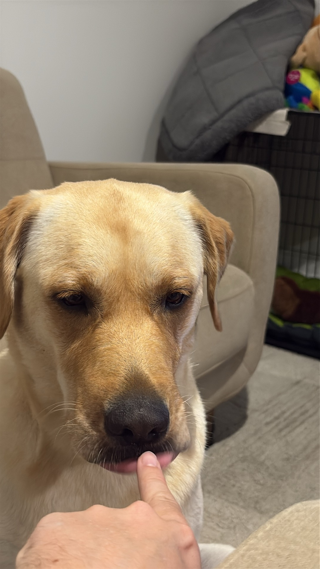 user avatar image for Angus Thompson-Seagrave