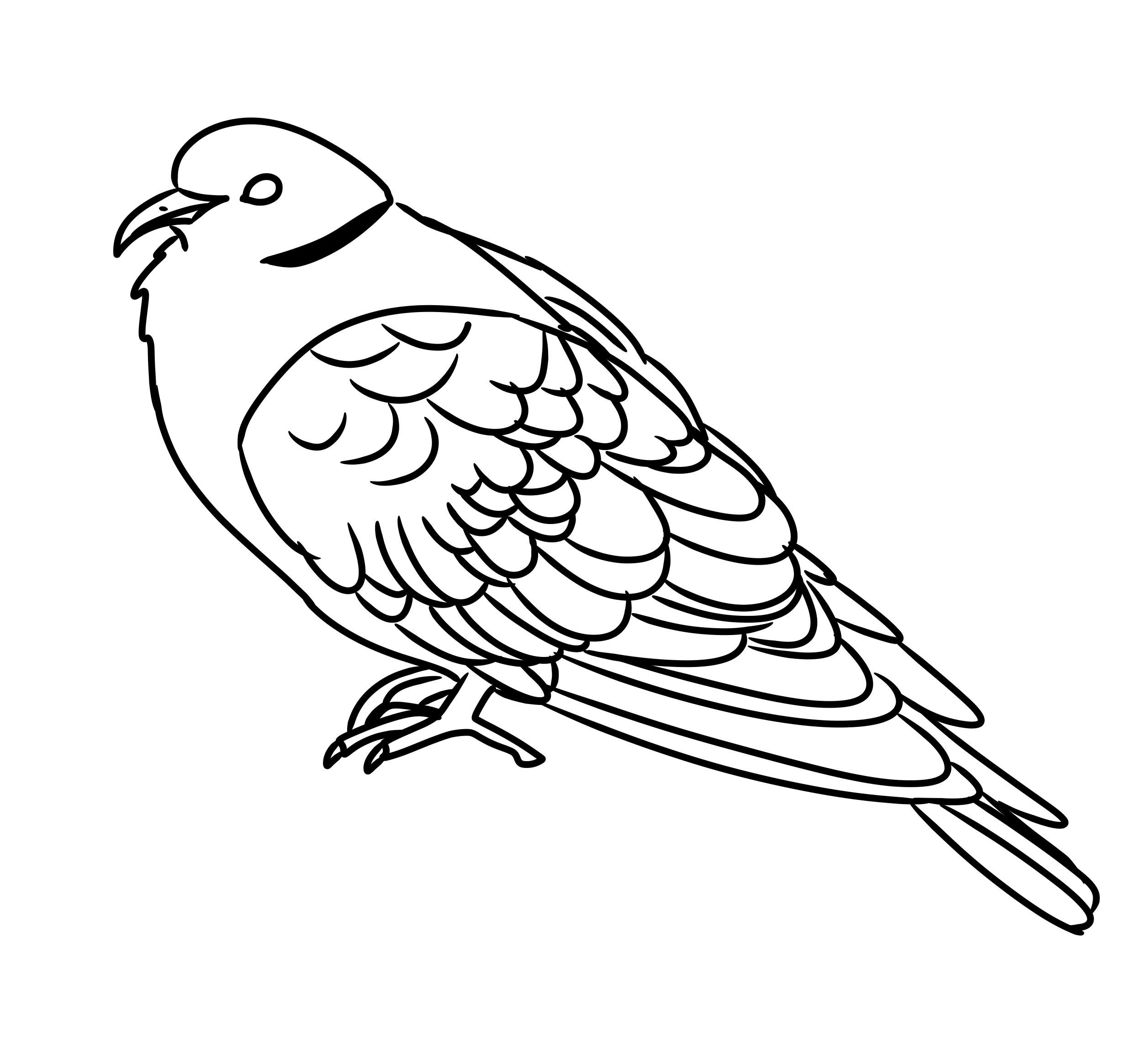 Doodle of Clove (Ringneck Dove)