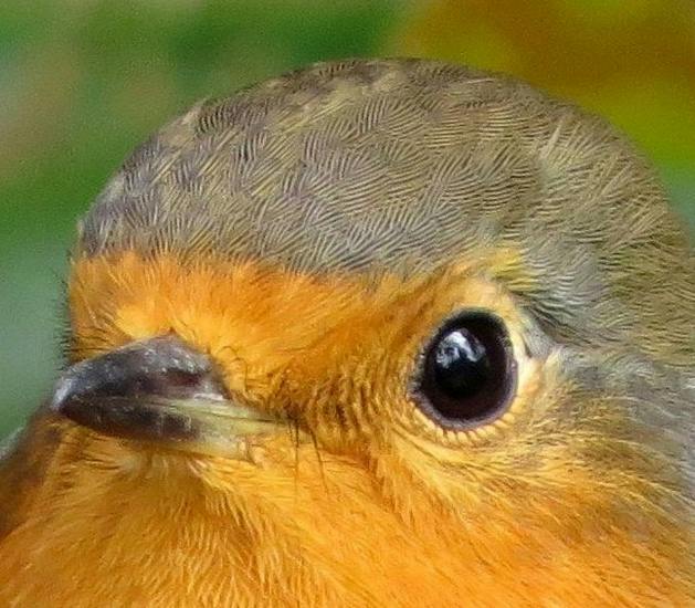 user avatar image for Birbie