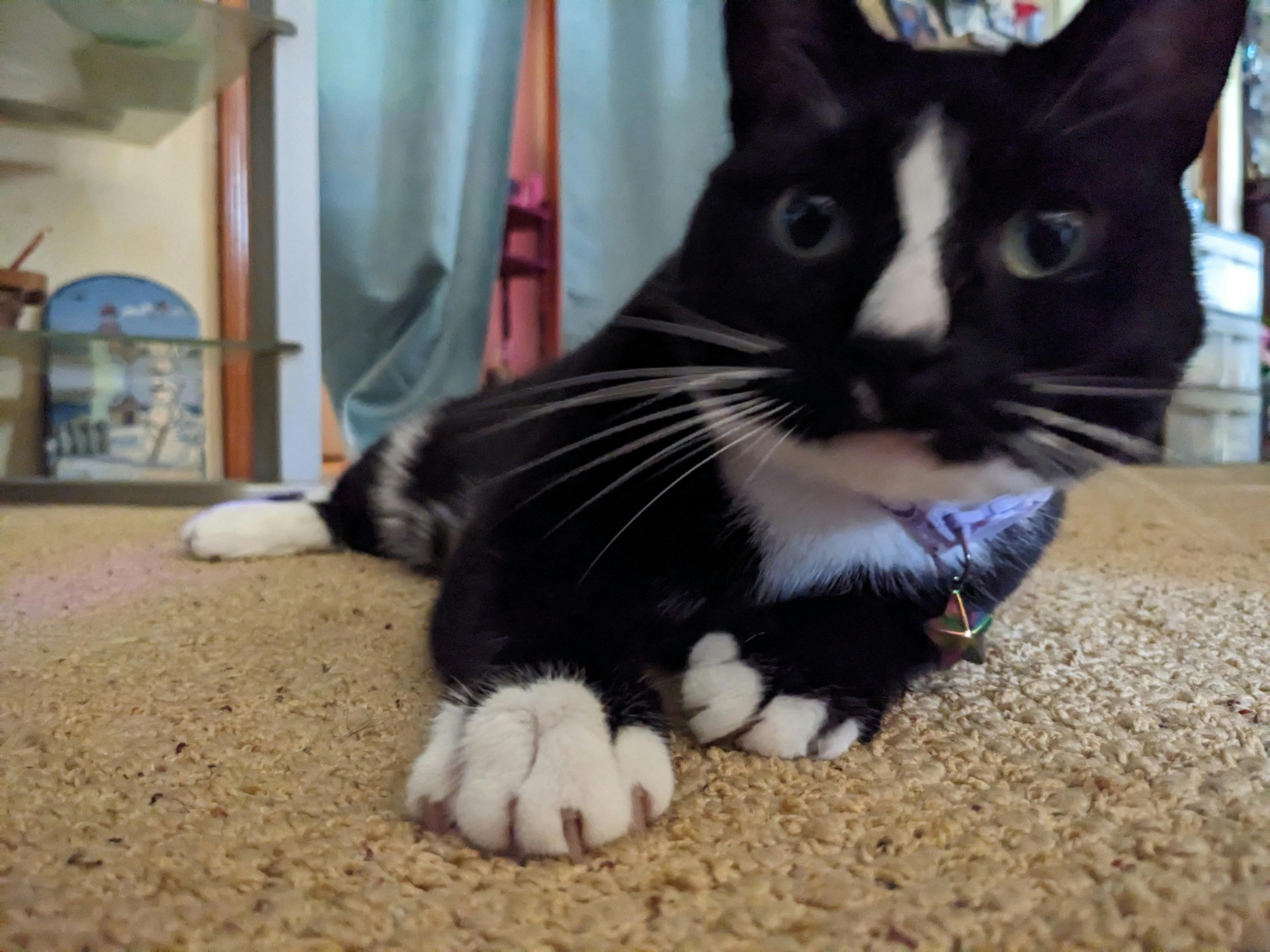 user avatar image for Foxglove