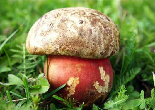 Devil's Bolete