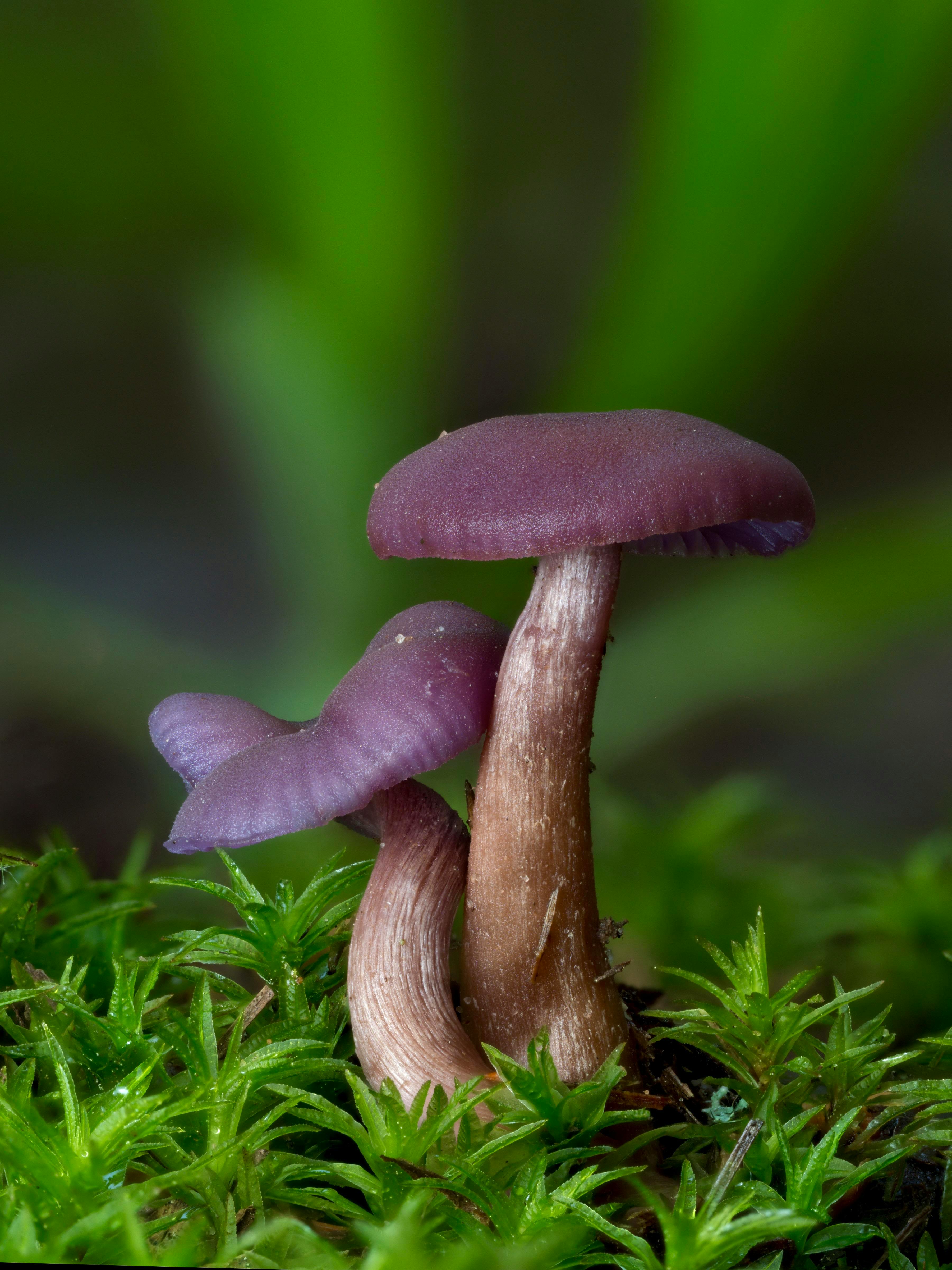 Amethyst Deciever
