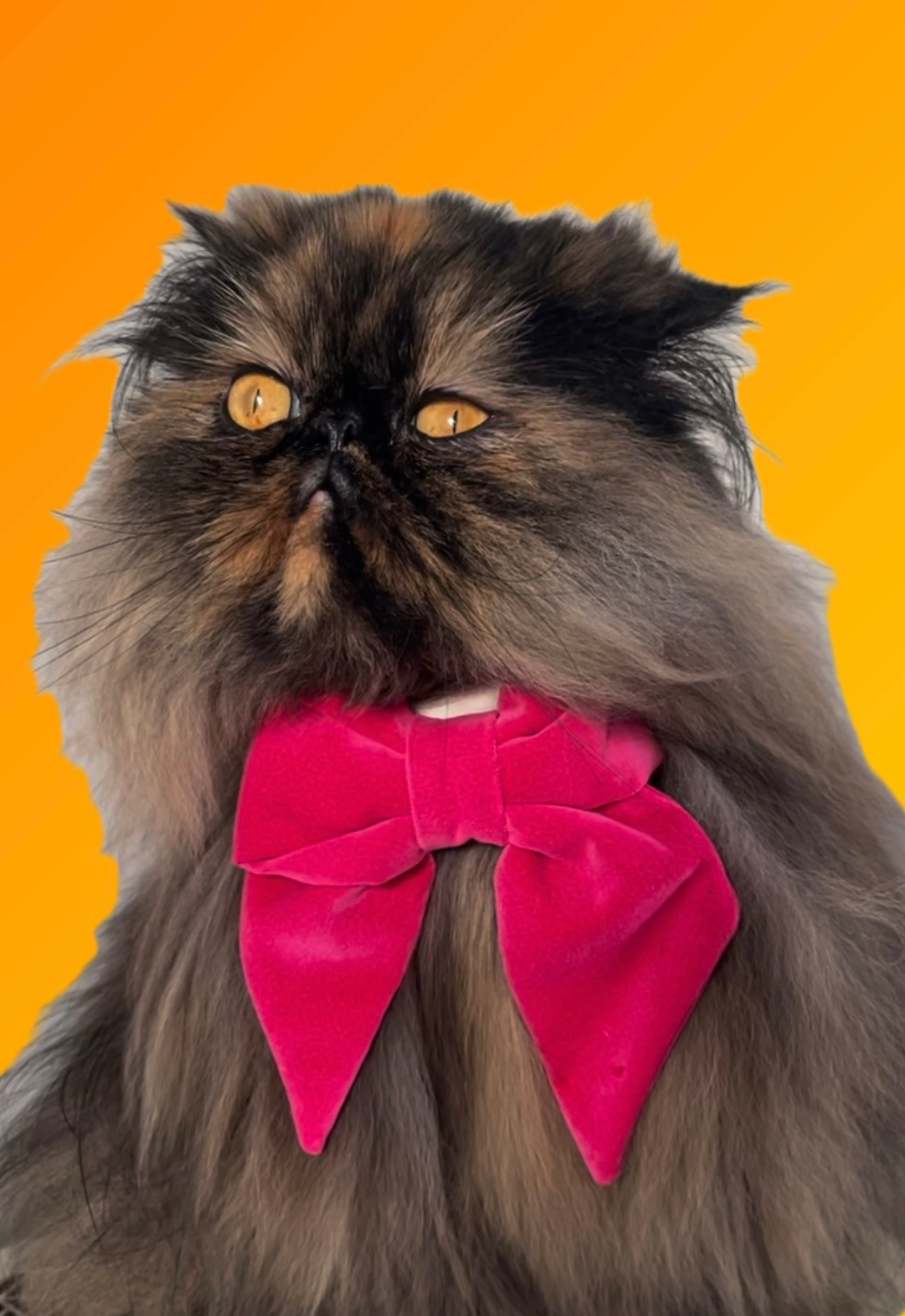 user avatar image for Amber the Irish Persian