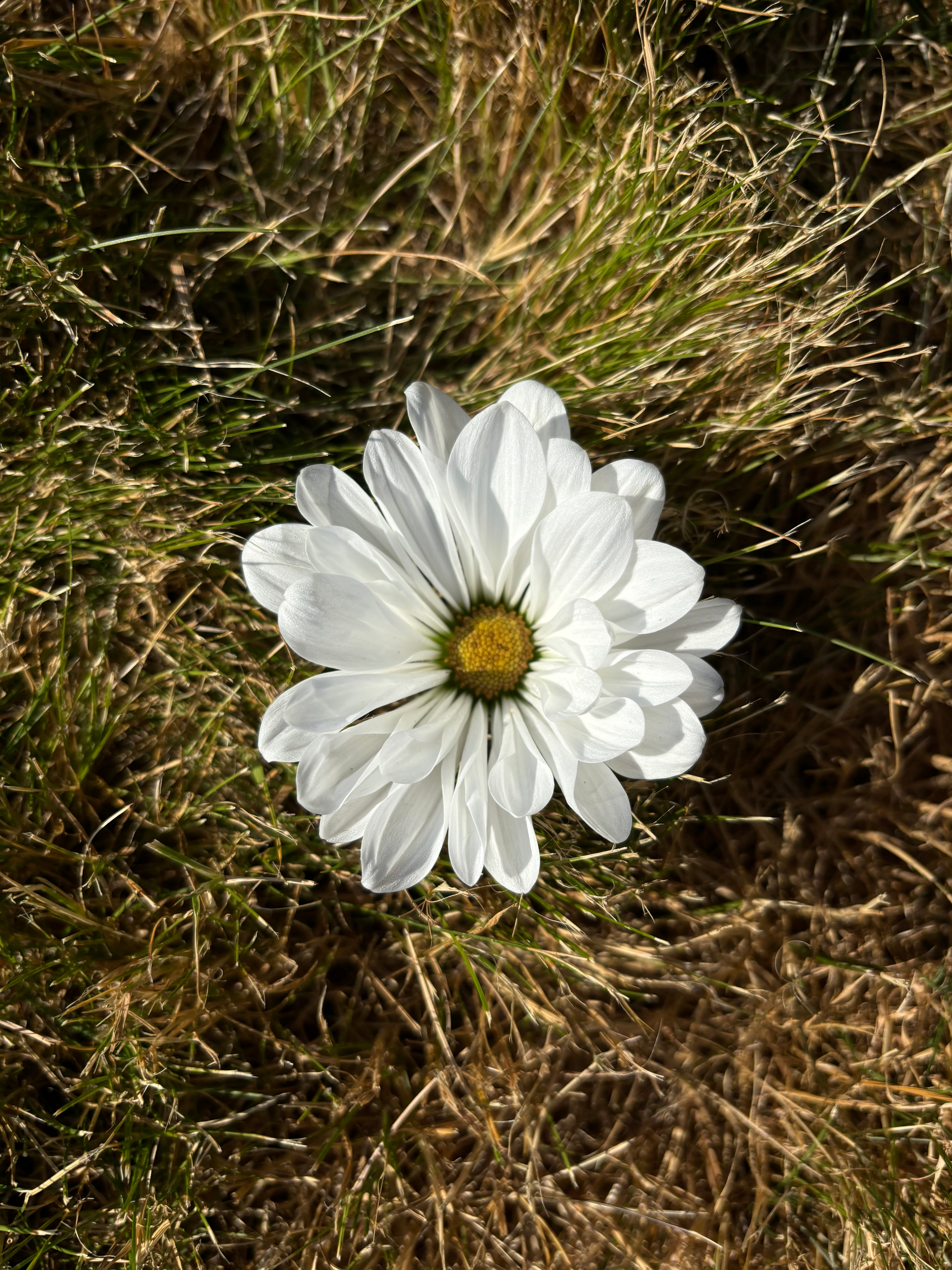 user avatar image for KM
