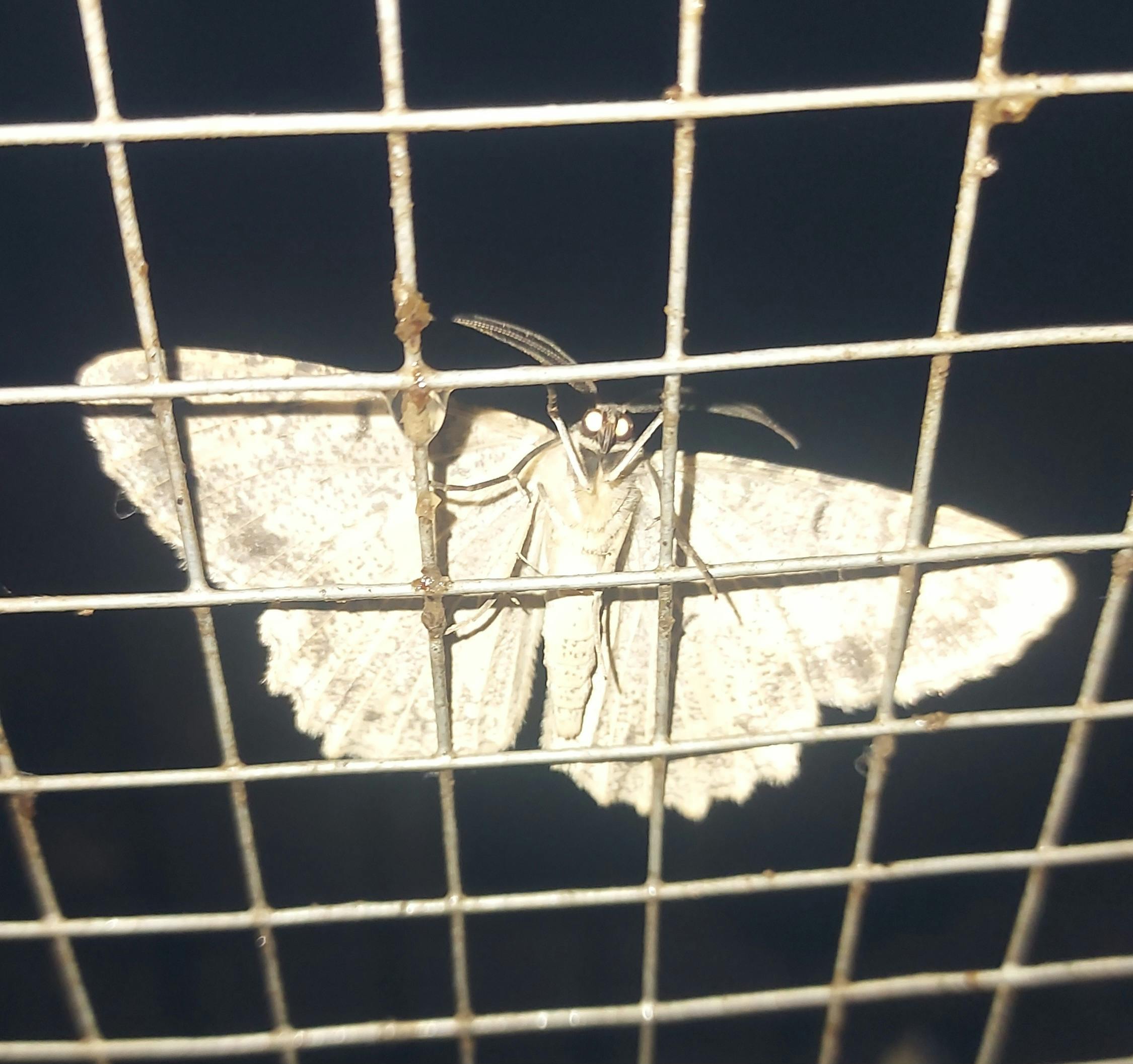 user avatar image for Reverie