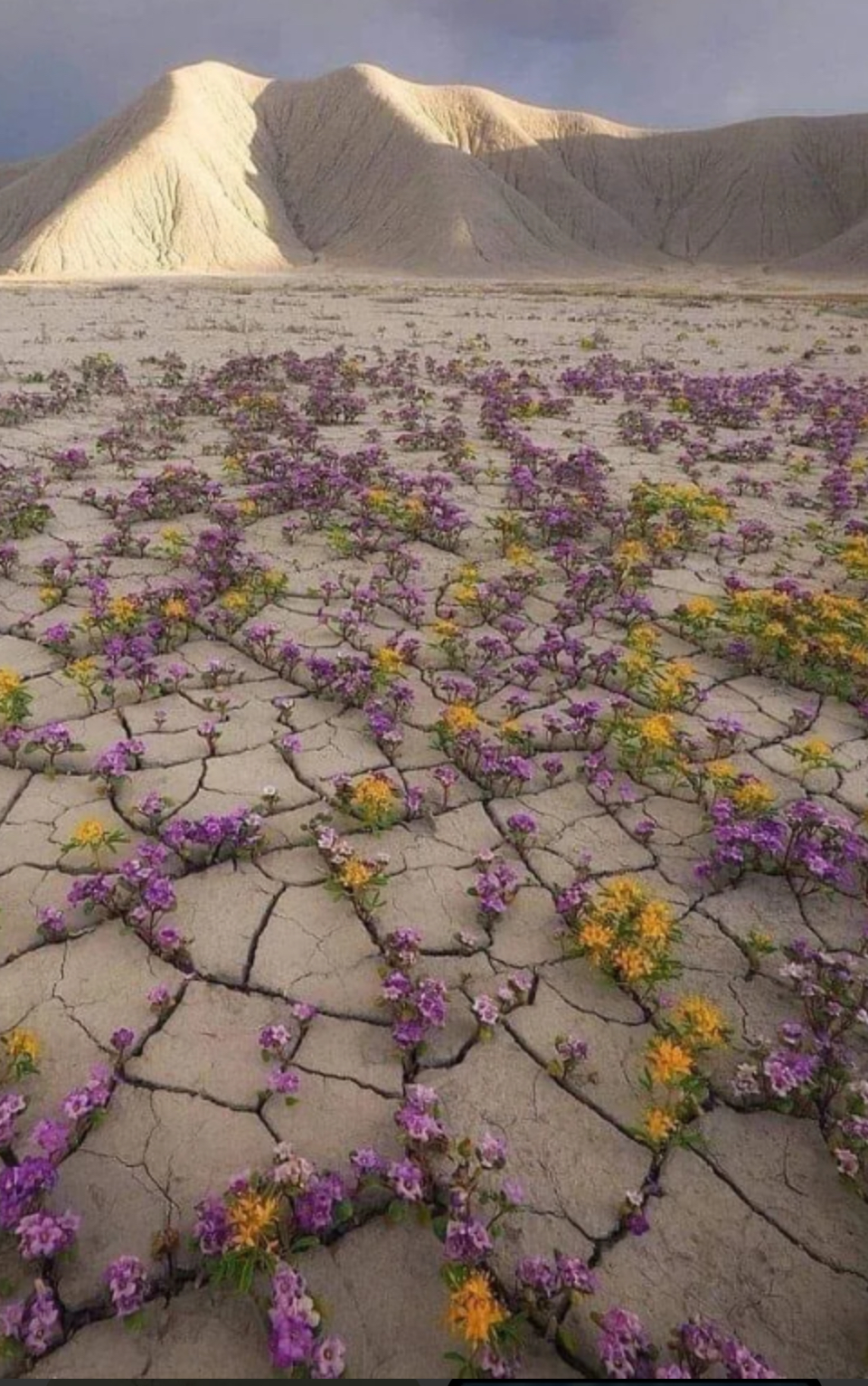 user avatar image for Rockbud 