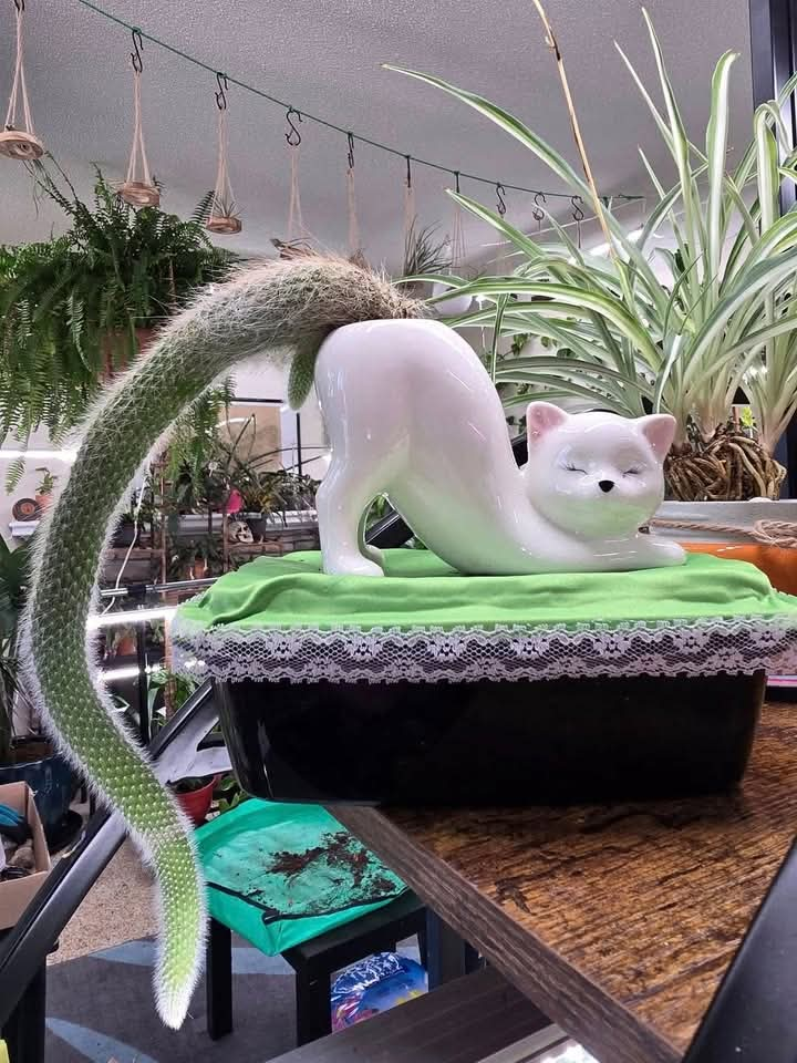 user avatar image for Emanon