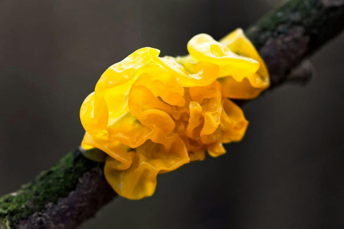 Witch's Butter