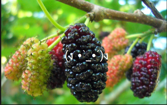 user avatar image for erratic_berry