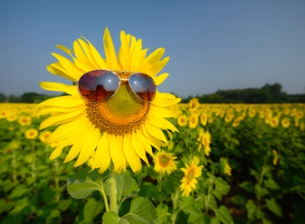 user avatar image for AryaDeschain