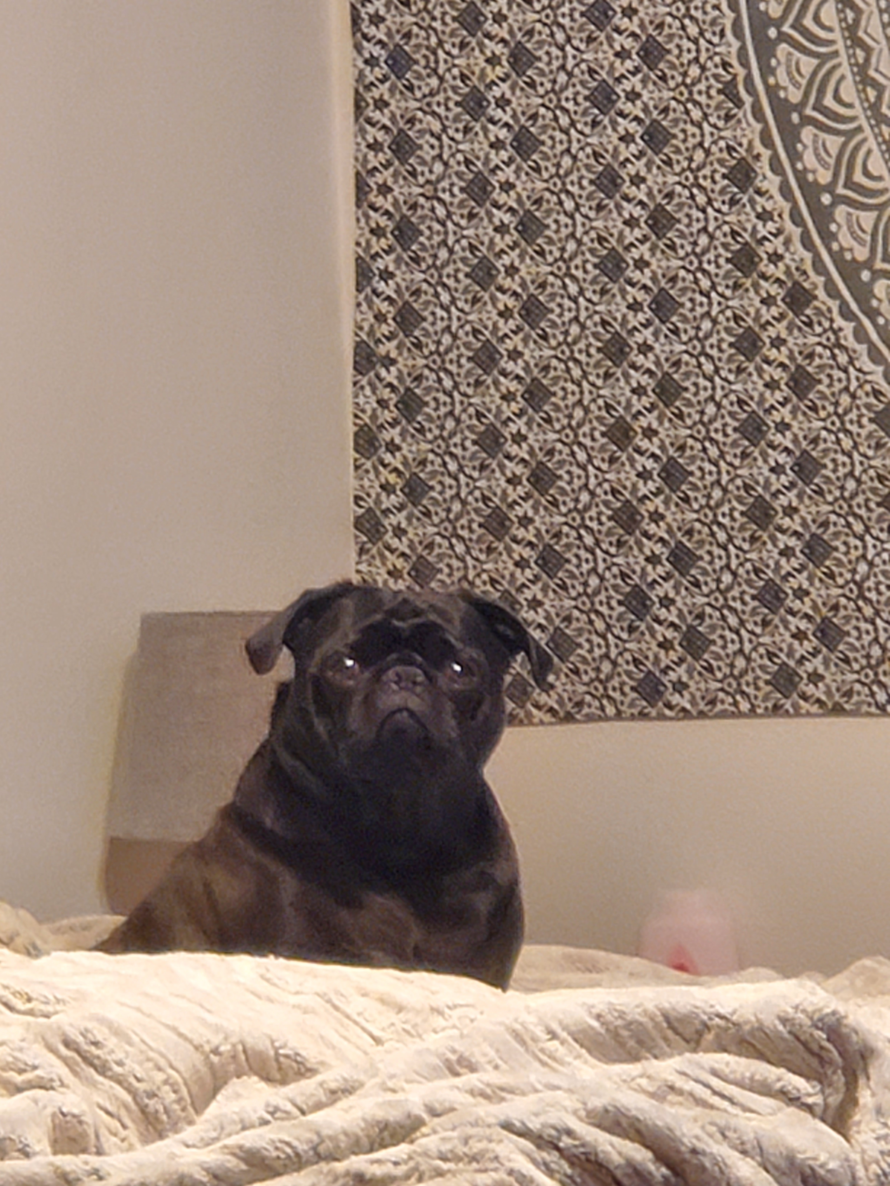 user avatar image for Puglover