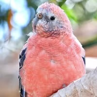 Bourke Parakeet