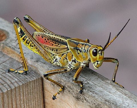 user avatar image for TrueTenno