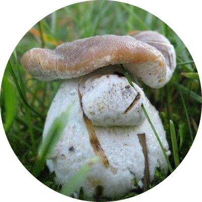 user avatar image for Radown