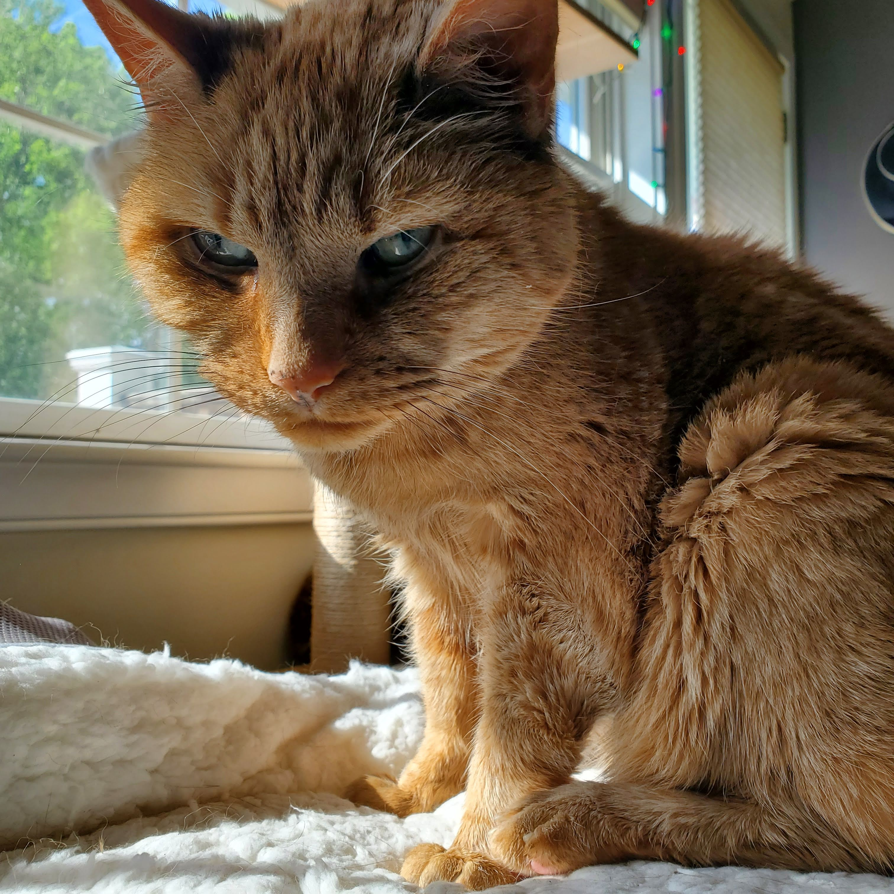 Grumpy