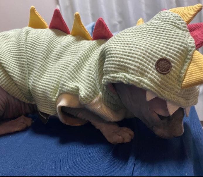 user avatar image for Keliose