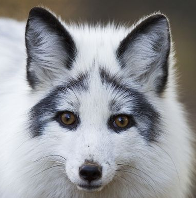 user avatar image for Runed Vixen